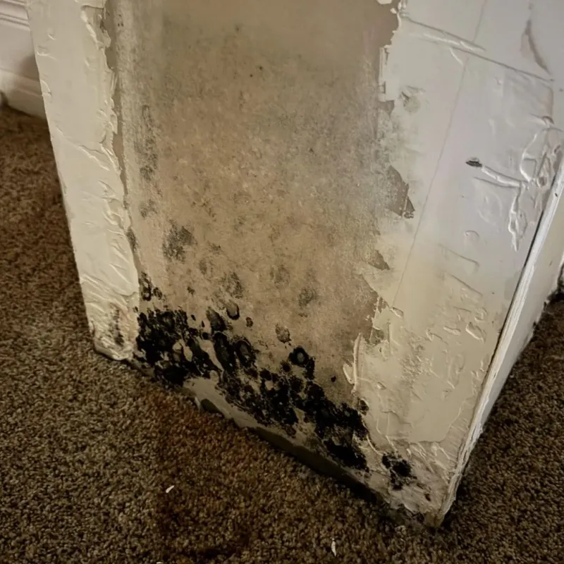 Professional Mold Removal in Thorntown, IN